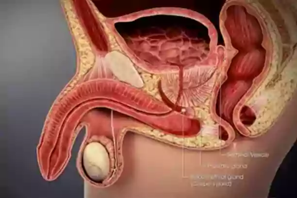  Prostate Cancer